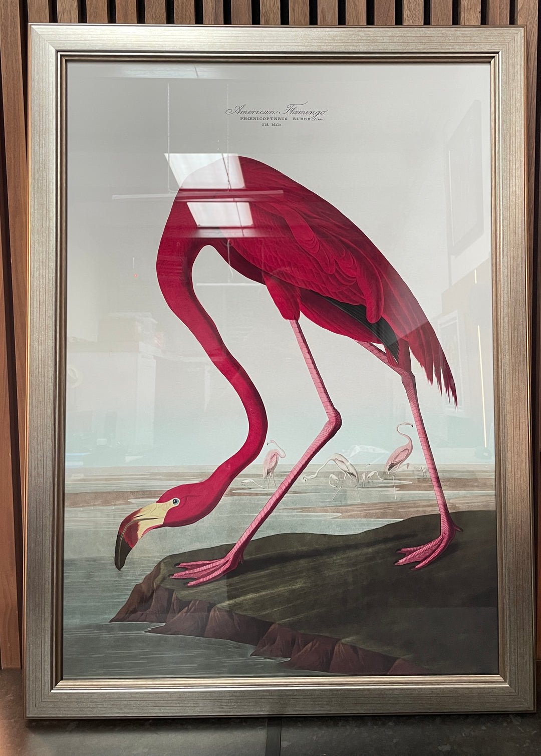 c.1838 Audubon's Birds of America Champagne Frame one only - TheArtistsQuarter