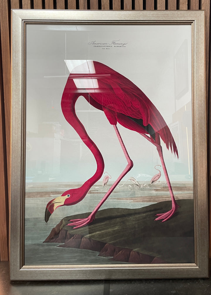 c.1838 Audubon's Birds of America Champagne Frame one only - TheArtistsQuarter