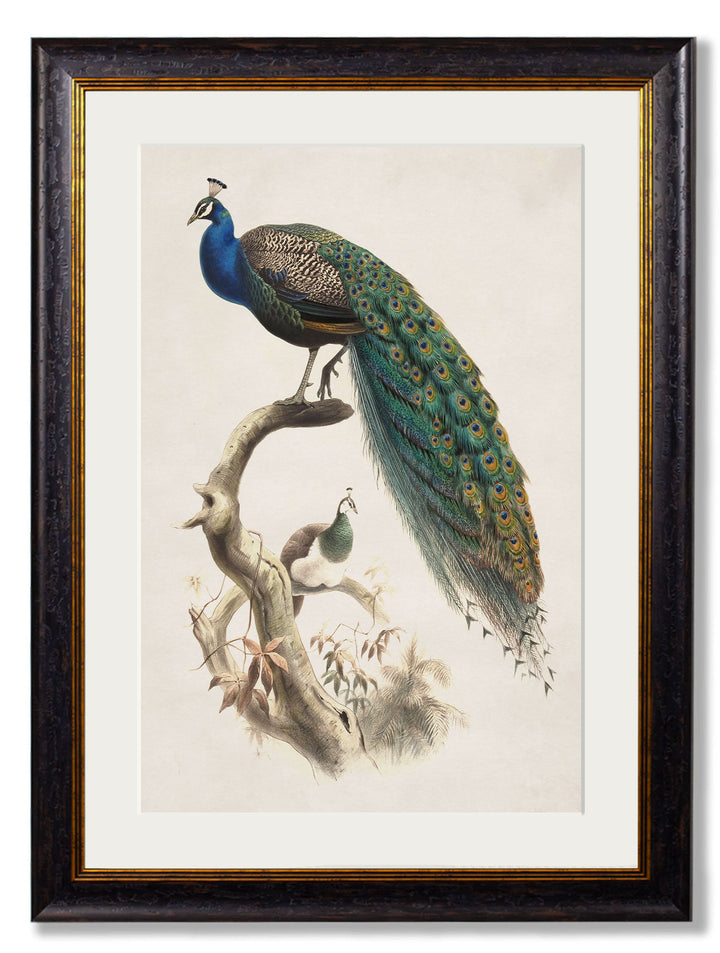 c.1847 Peacocks - TheArtistsQuarter