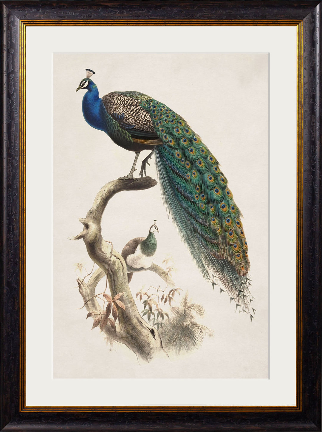 c.1847 Peacocks - TheArtistsQuarter