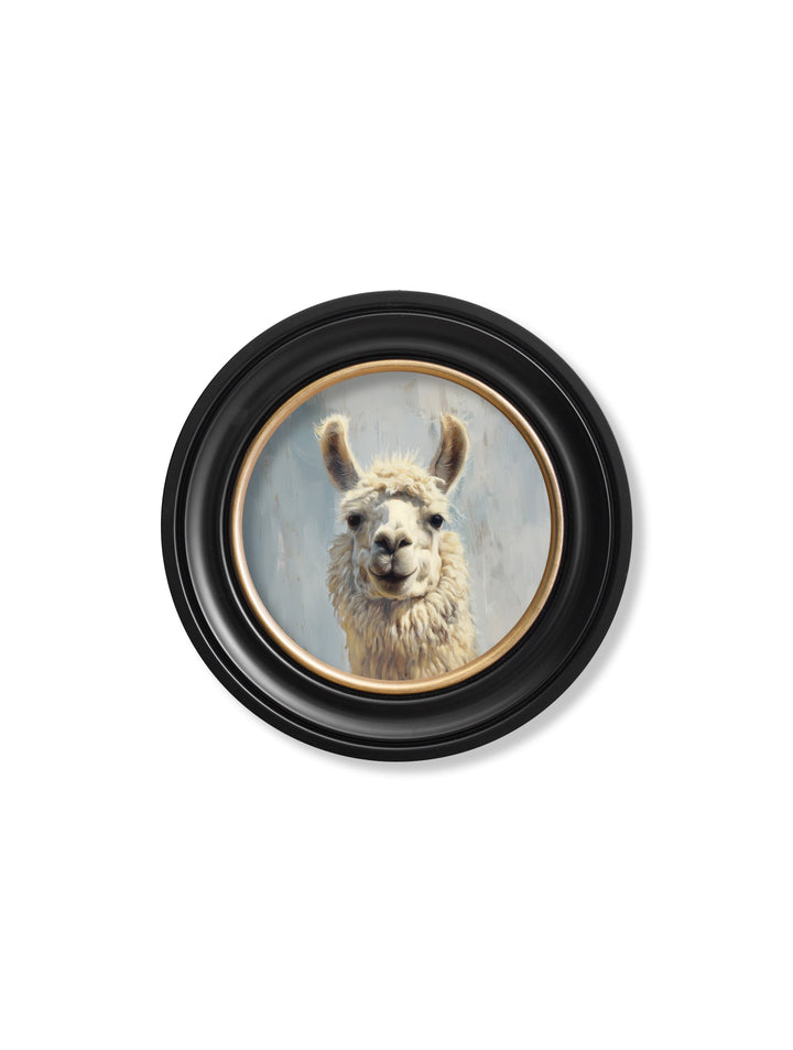 The Goofy Llama - Oxford Round Frame - TheArtistsQuarter