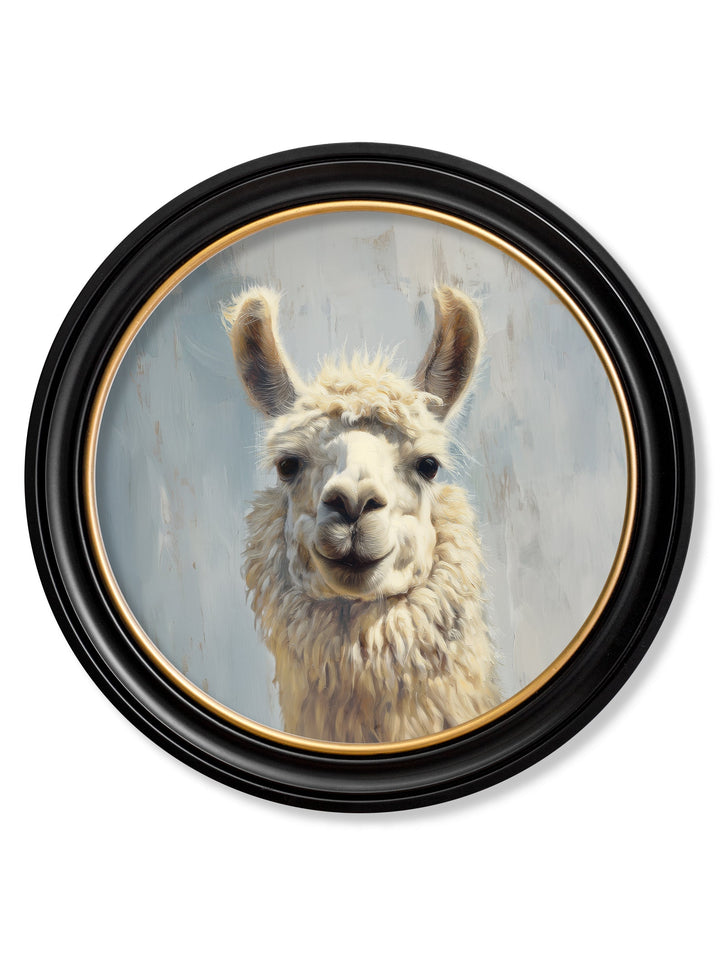 The Goofy Llama - Oxford Round Frame - TheArtistsQuarter