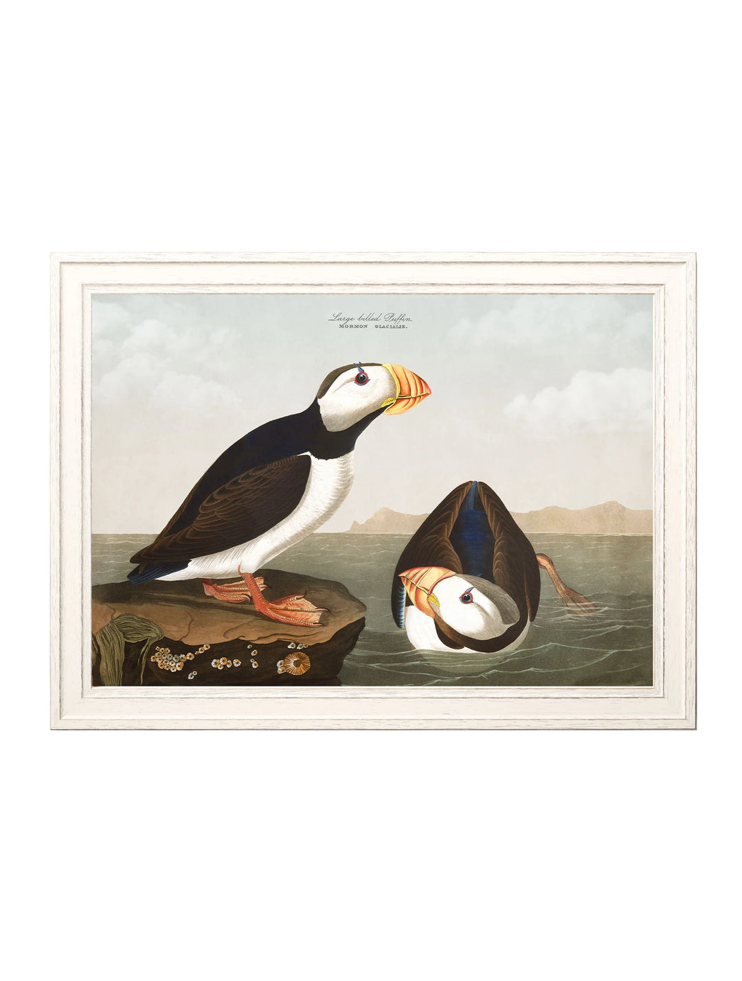 c.1838 Audubon's Puffins - TheArtistsQuarter