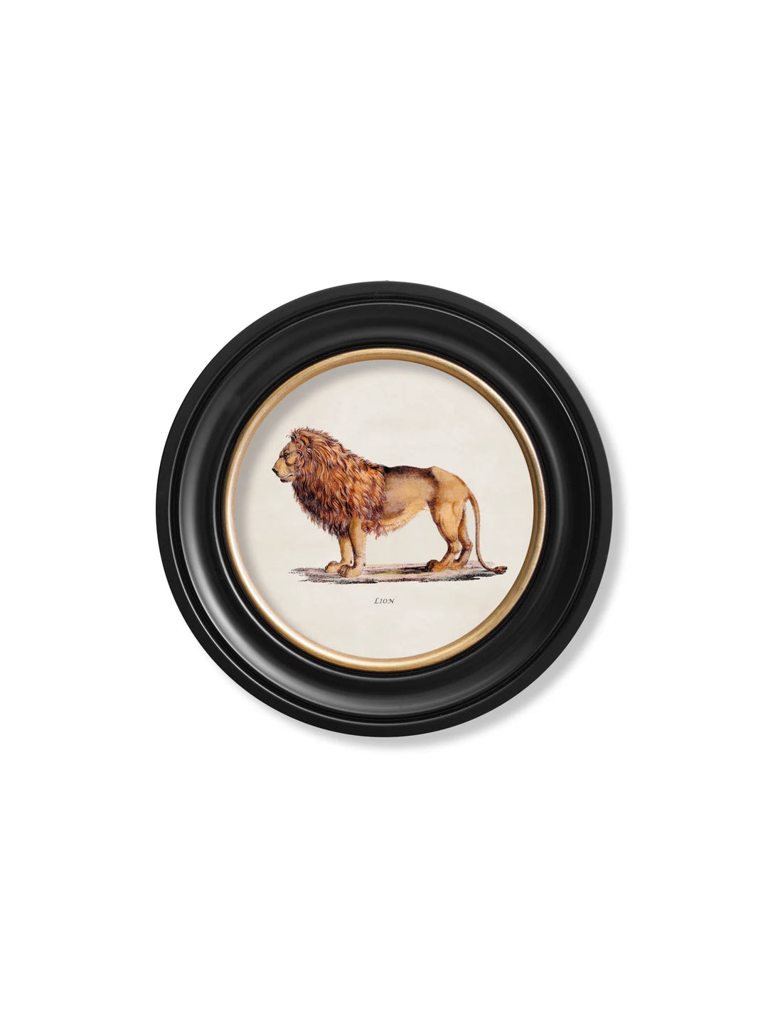 c.1800s Lion & Lioness - Round Frames - TheArtistsQuarter