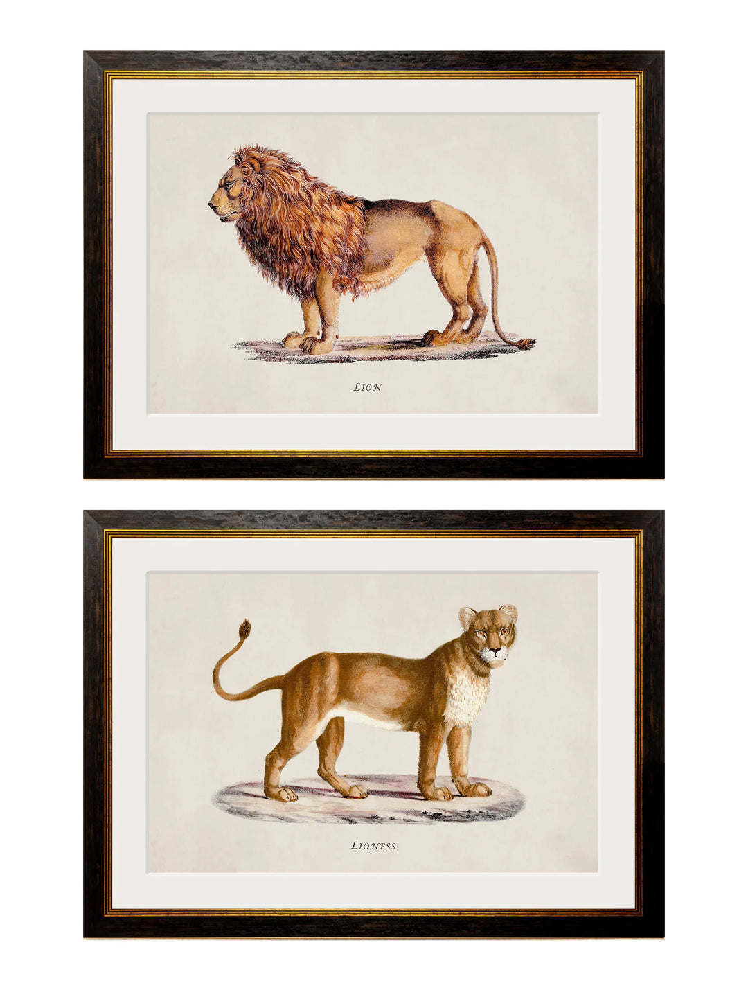 c.1800s Lion and Lioness - TheArtistsQuarter