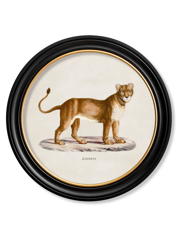 c.1800s Lion & Lioness - Round Frames - TheArtistsQuarter