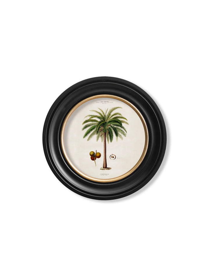 c.1843 Studies of South American Palm Trees in Round Frames - TheArtistsQuarter