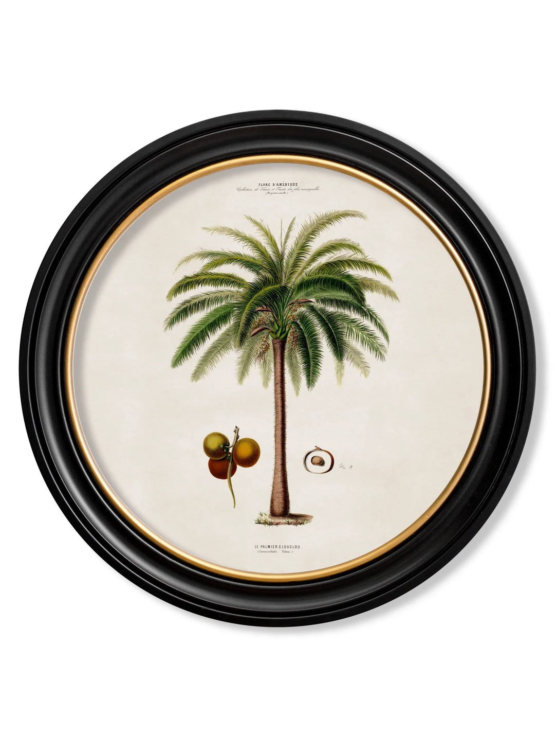 c.1843 Studies of South American Palm Trees in Round Frames - TheArtistsQuarter