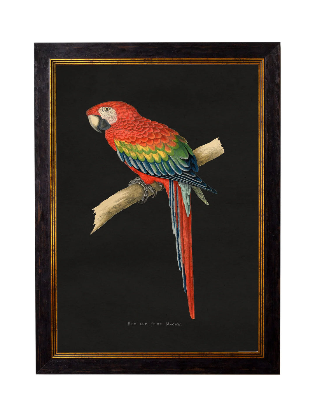 c.1884 Macaws - TheArtistsQuarter