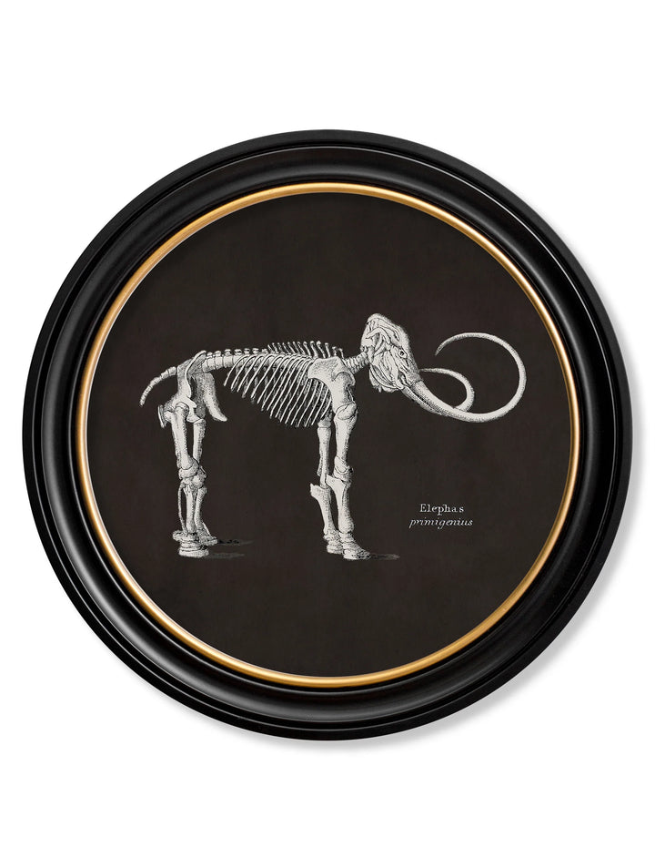 c.1870 Anatomical Skeletons - Dark - Round Frames - TheArtistsQuarter