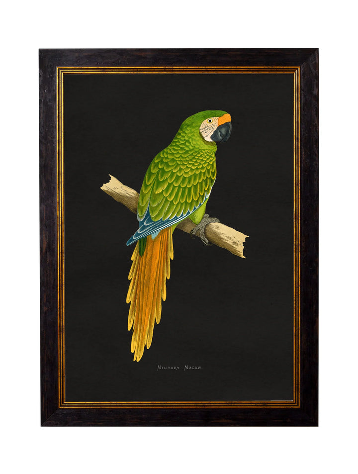 c.1884 Macaws - TheArtistsQuarter