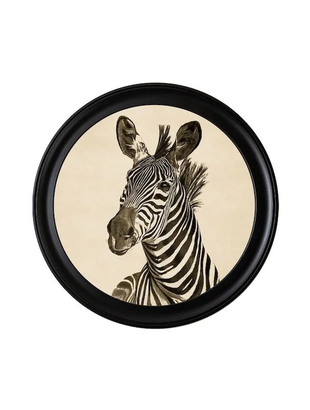 c1890 Zebra Illustrations in Round Frame🎄 🎄 - TheArtistsQuarter