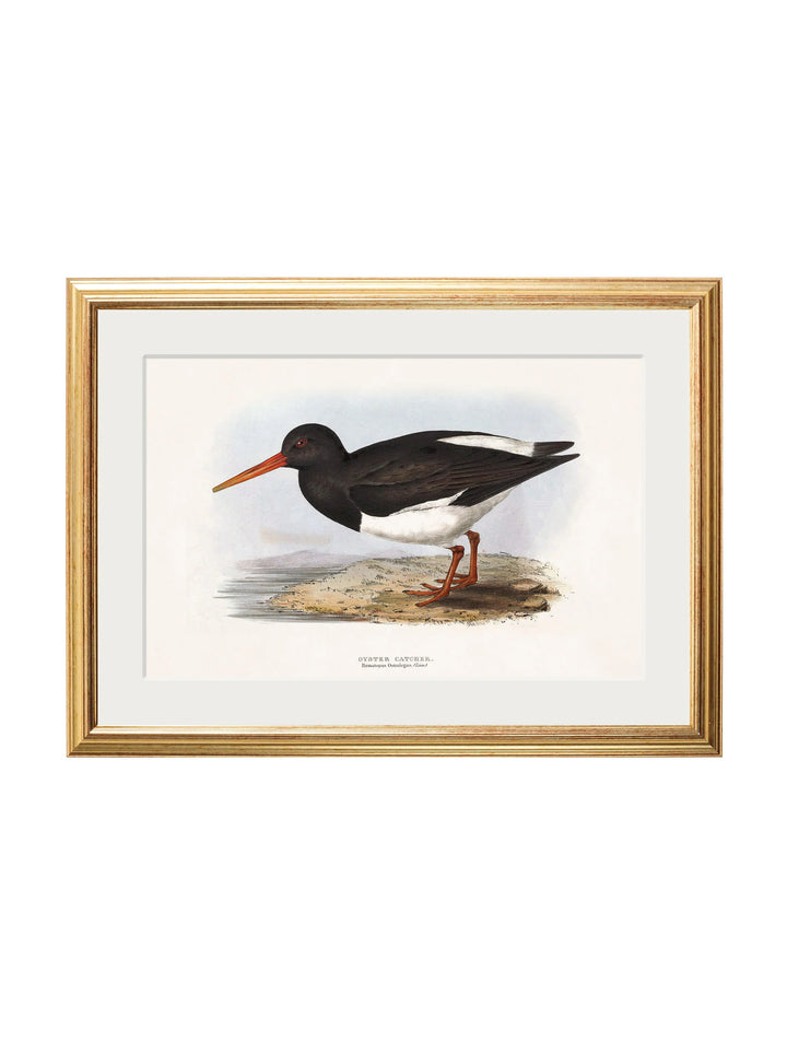 c.1837's British Coastal Birds - TheArtistsQuarter