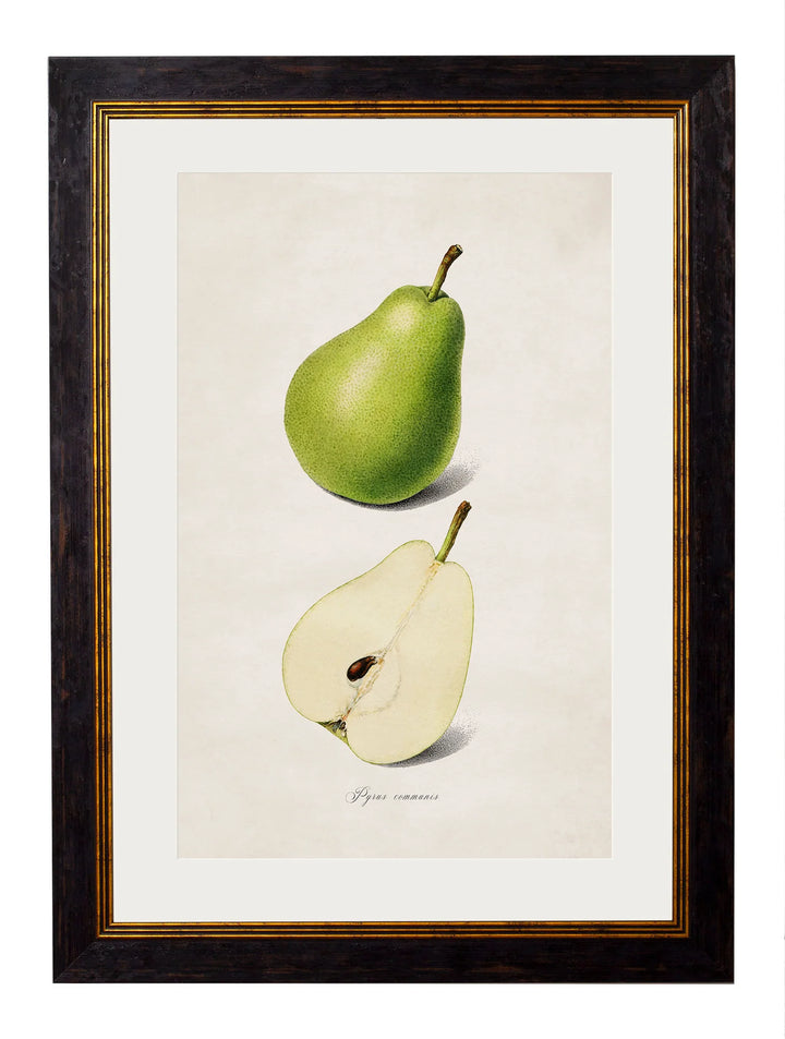 c.1886 Studies of Fruit - TheArtistsQuarter