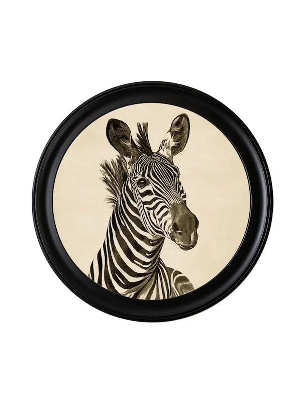 c1890 Zebra Illustrations in Round Frame🎄 🎄 - TheArtistsQuarter