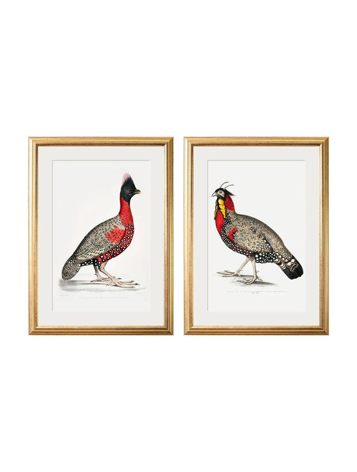 c.1800's Black Headed Pheasants - TheArtistsQuarter