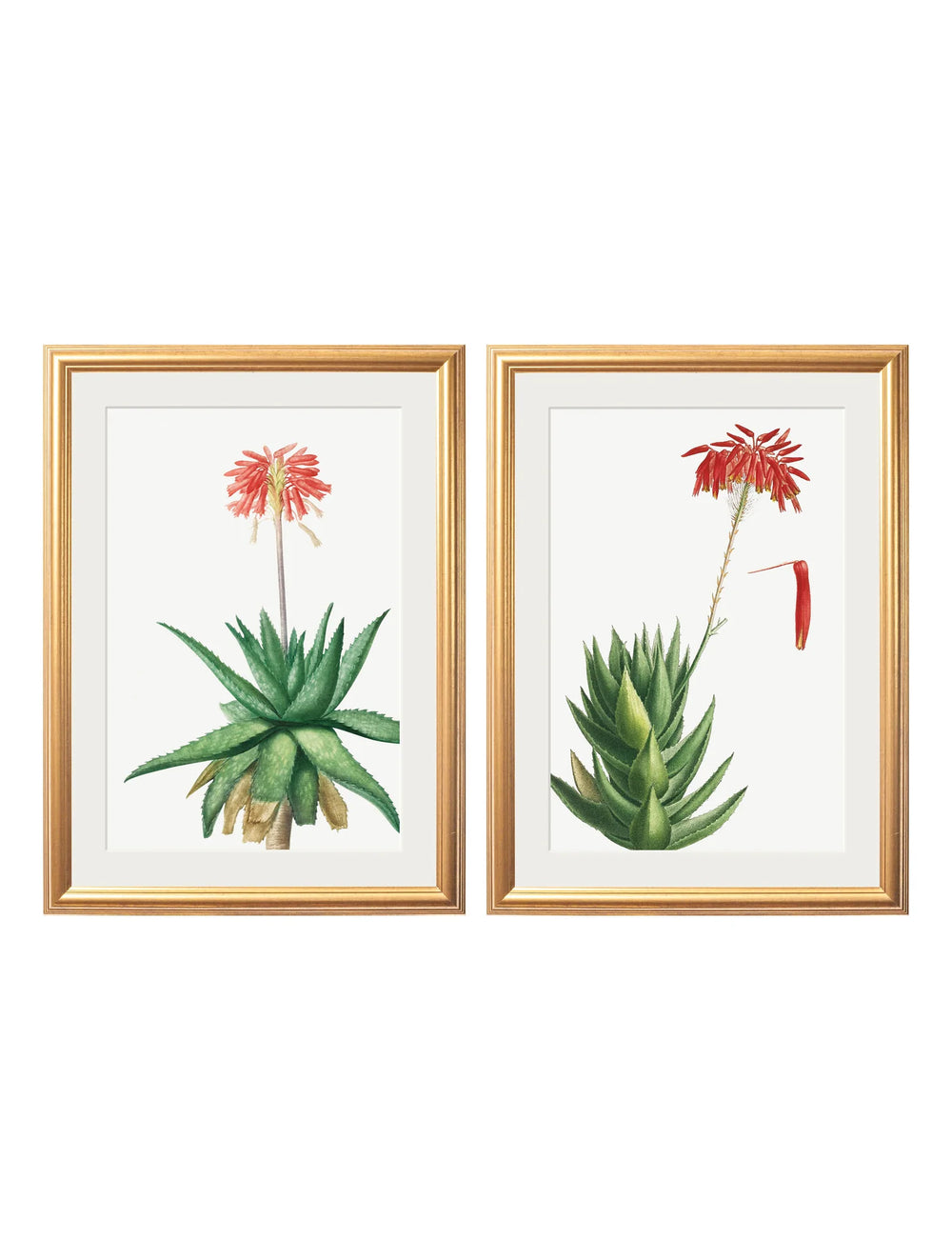 Red Floral Illustrations Set of 2 Prints - TheArtistsQuarter