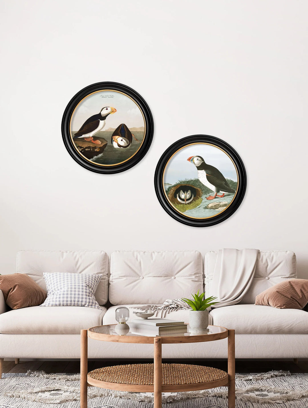 c.1838 Audubon's Puffins - Round Frame - TheArtistsQuarter