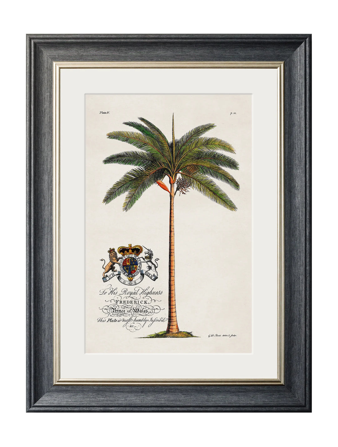 Studies of Palms - TheArtistsQuarter