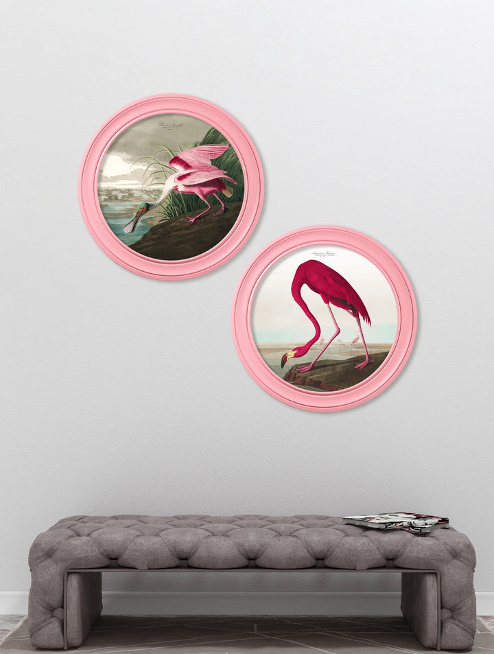 c.1838 Audubon's Spoonbill in Pink Frame *NEW* - TheArtistsQuarter