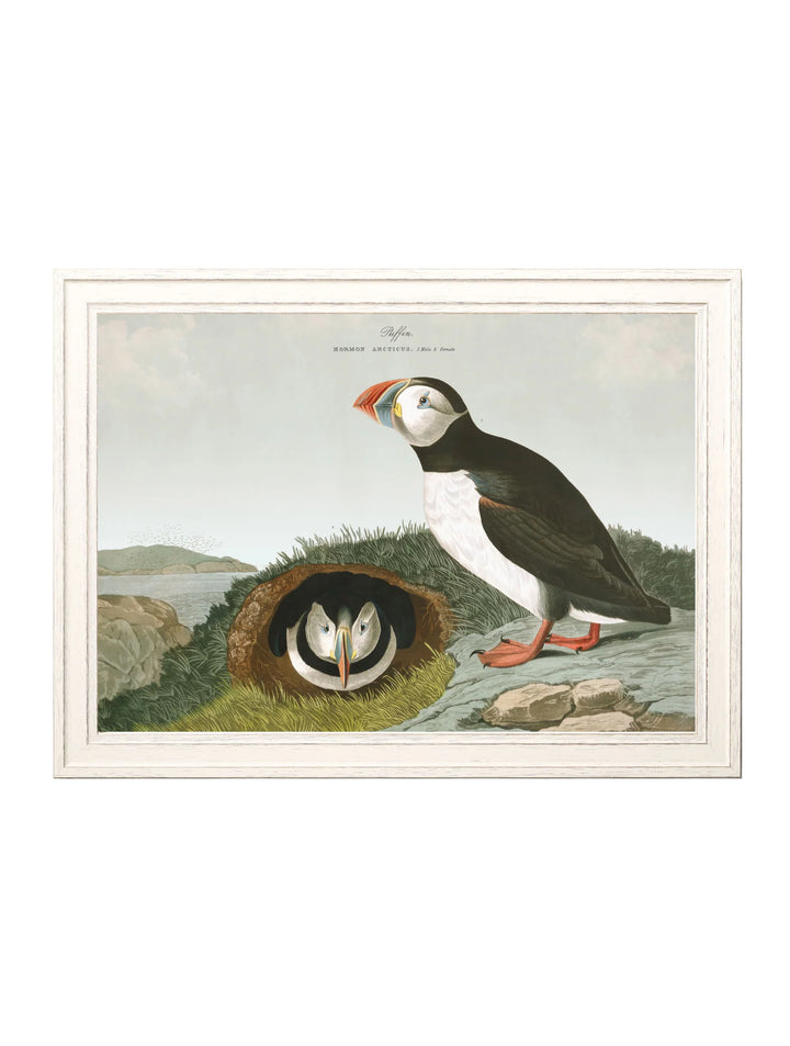 c.1838 Audubon's Puffins - TheArtistsQuarter