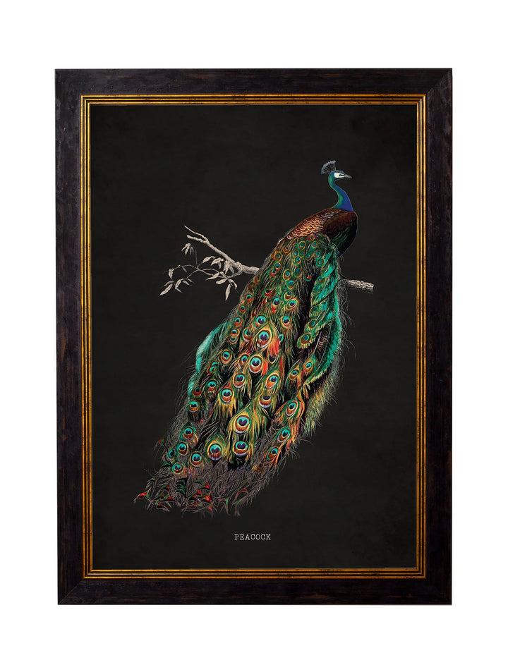 c.1847 Peacocks Dark - TheArtistsQuarter