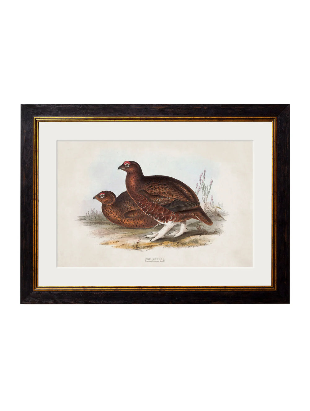 c.1837's British Game Birds - TheArtistsQuarter