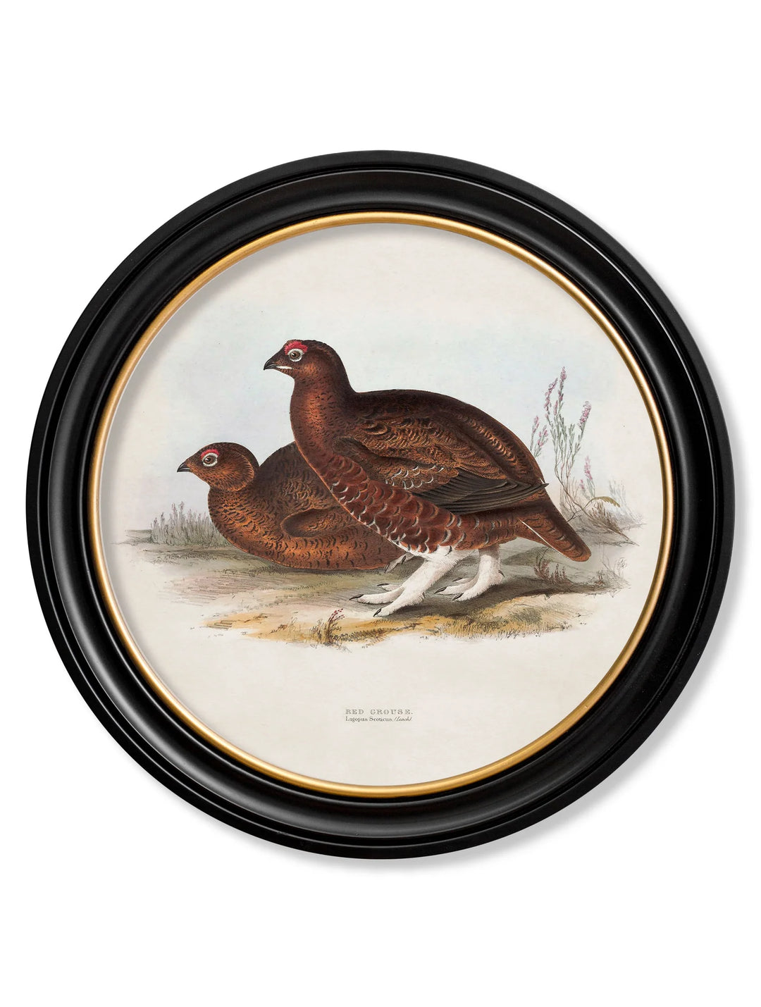 c.1837's British Game Birds - Round Frame - TheArtistsQuarter