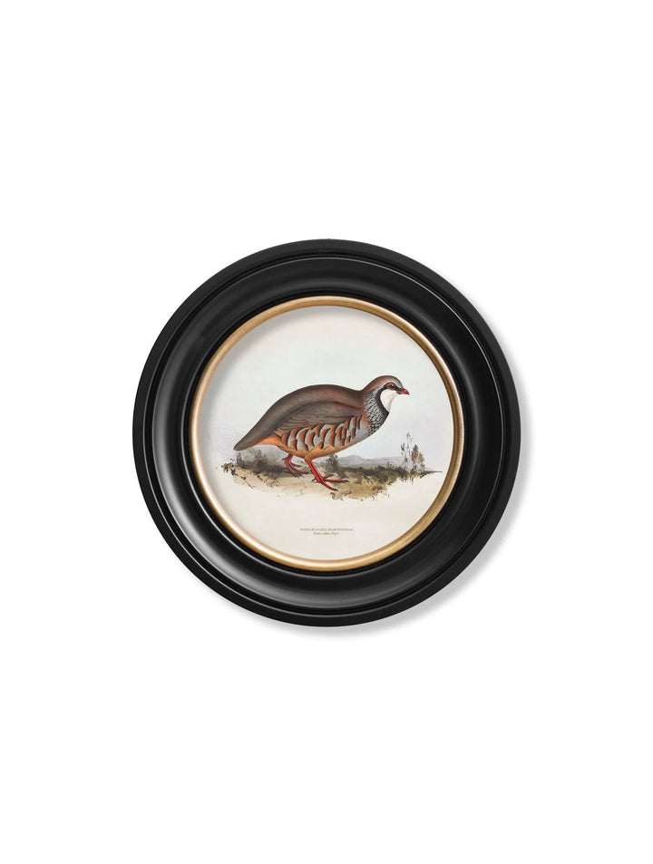 c.1837's British Game Birds - Round Frame - TheArtistsQuarter