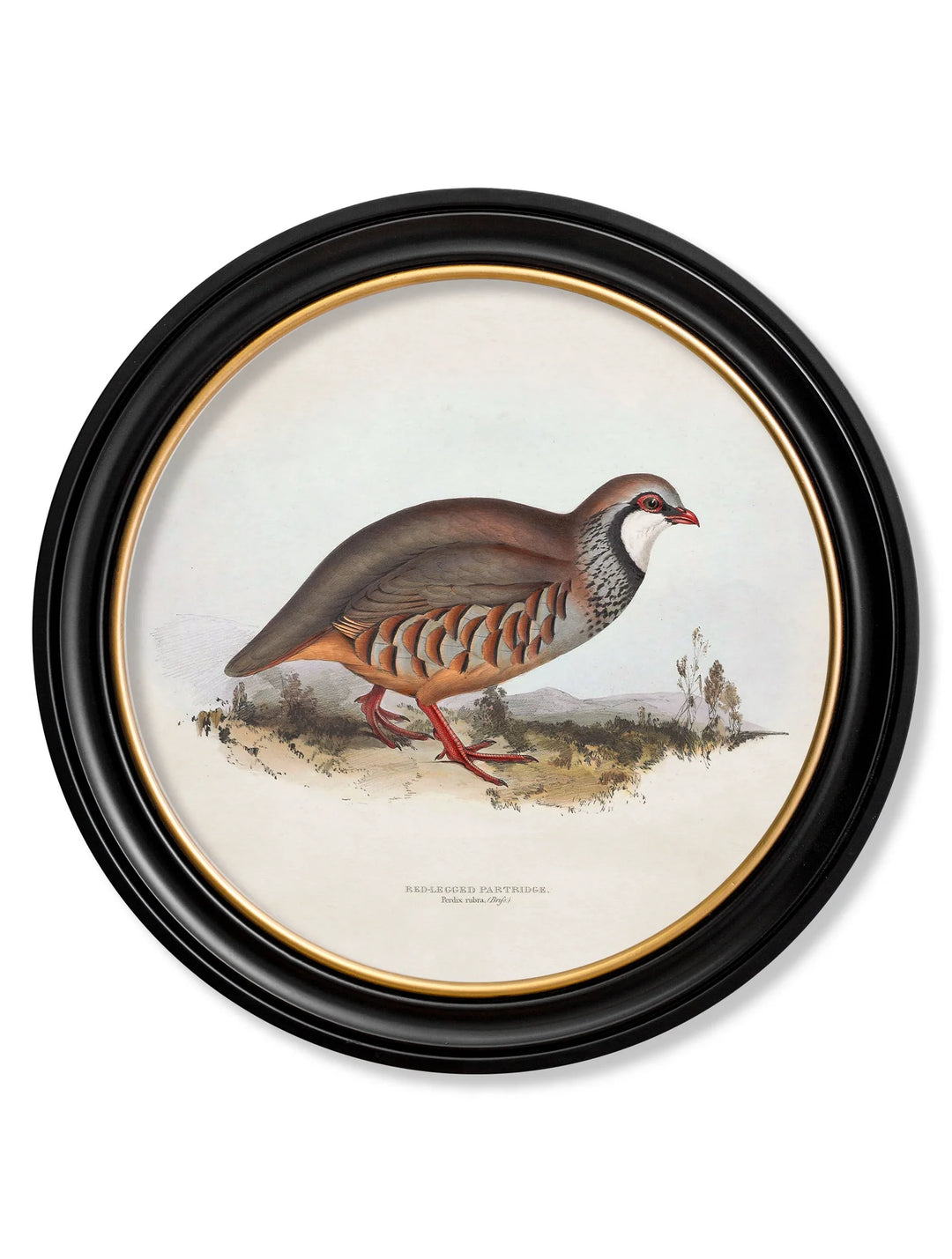 c.1837's British Game Birds - Round Frame - TheArtistsQuarter