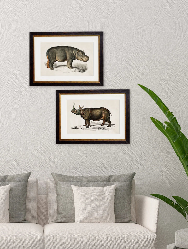 c.1846 Rhino & Hippo - TheArtistsQuarter