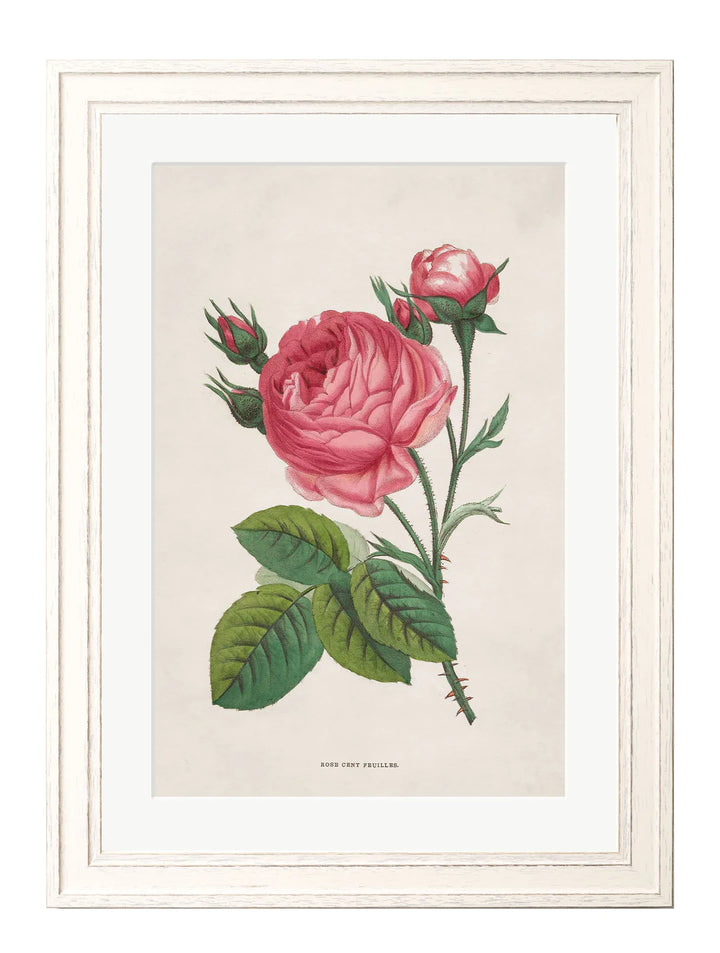 Rose Floral Illustrations - TheArtistsQuarter