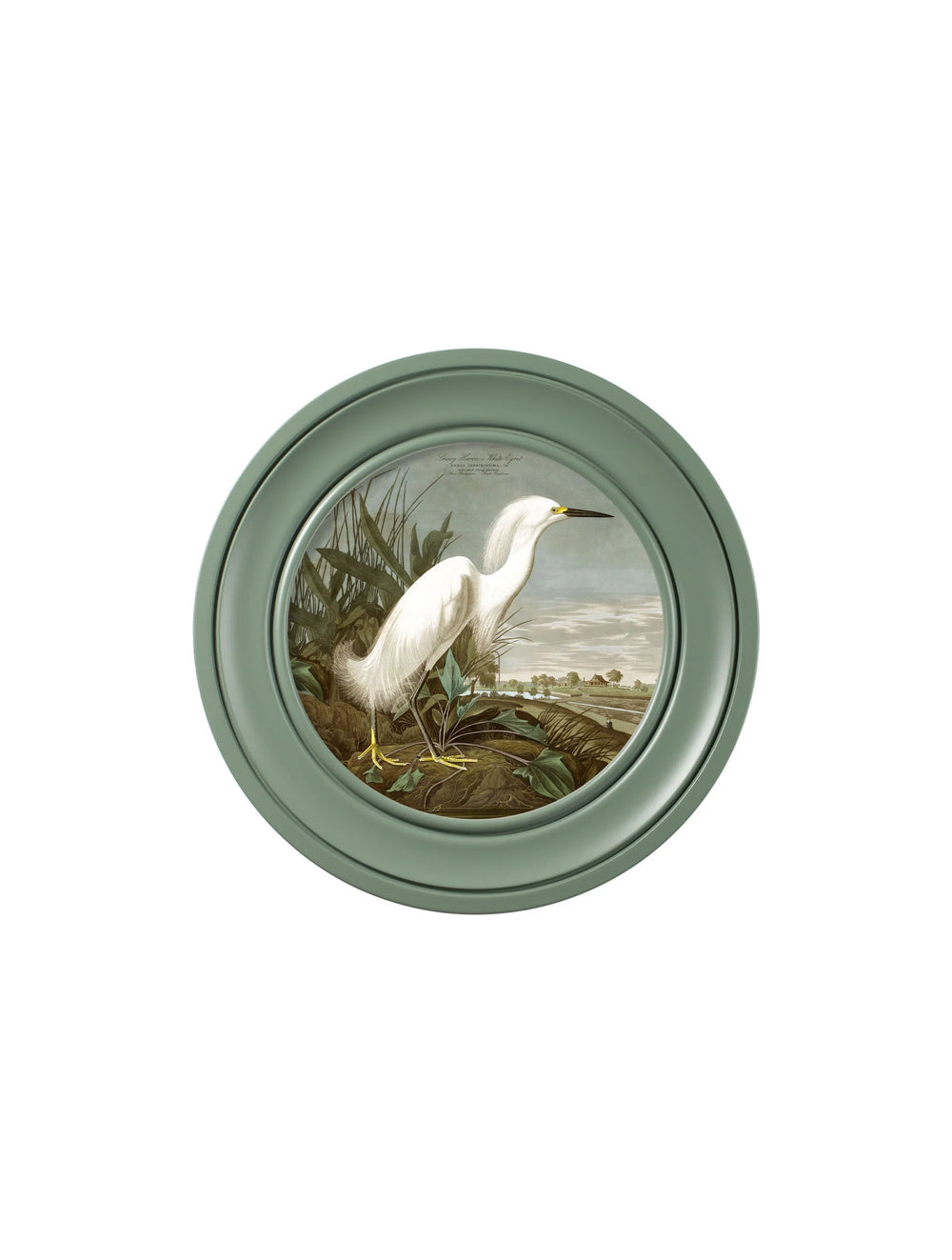 c.1838 Audubon's Snowy Heron in Green Frame *NEW* - TheArtistsQuarter