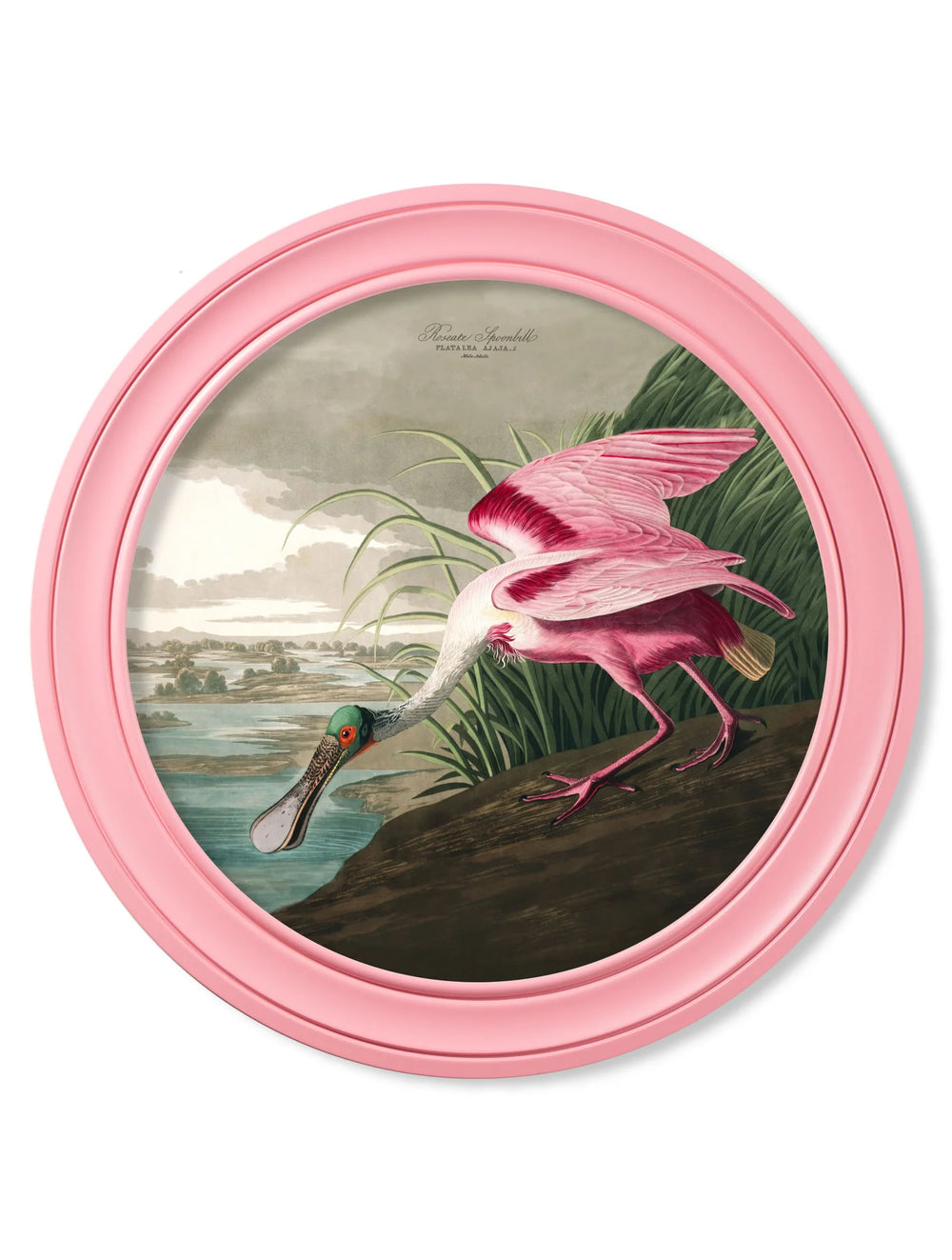 c.1838 Audubon's Spoonbill in Pink Frame *NEW* - TheArtistsQuarter