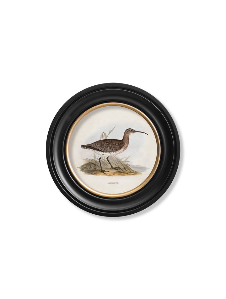 c.1837's British Coastal Birds - Round - TheArtistsQuarter