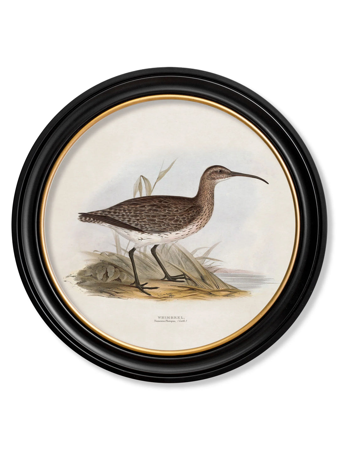 c.1837's British Coastal Birds - Round - TheArtistsQuarter