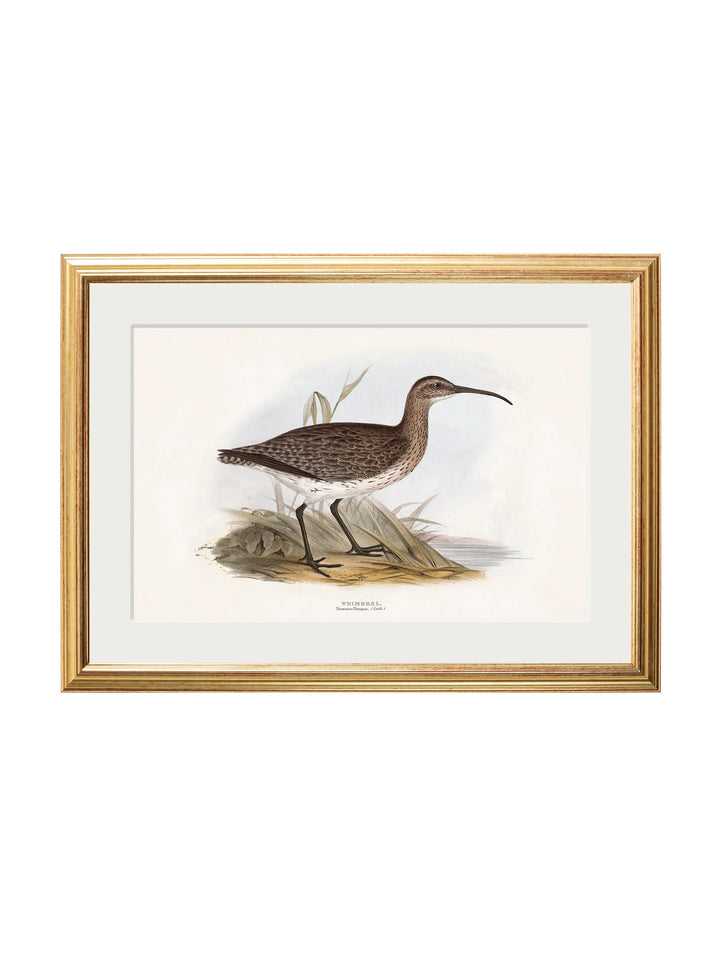 c.1837's British Coastal Birds - TheArtistsQuarter