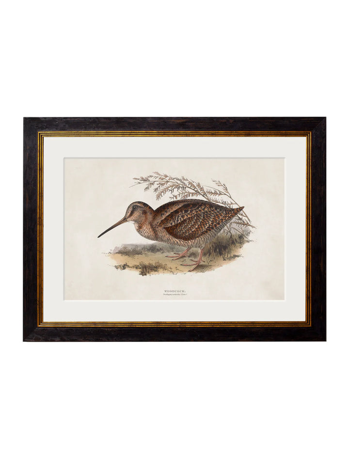 c.1837's British Game Birds - TheArtistsQuarter