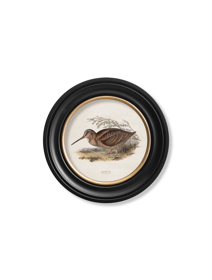 c.1837's British Game Birds - Round Frame - TheArtistsQuarter