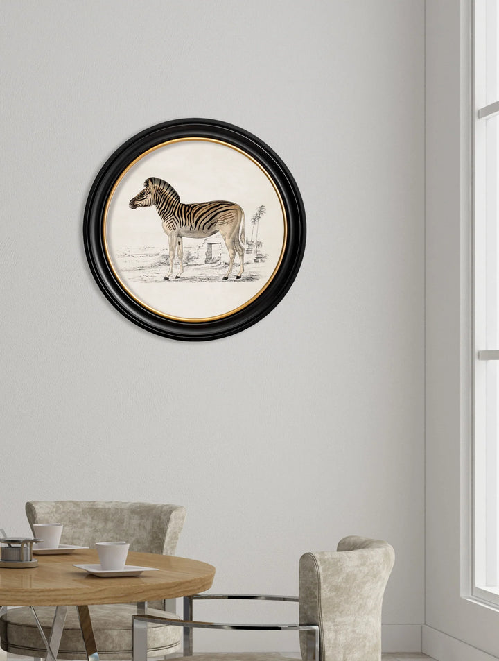 c.1774 Zebra - Round Frame - TheArtistsQuarter