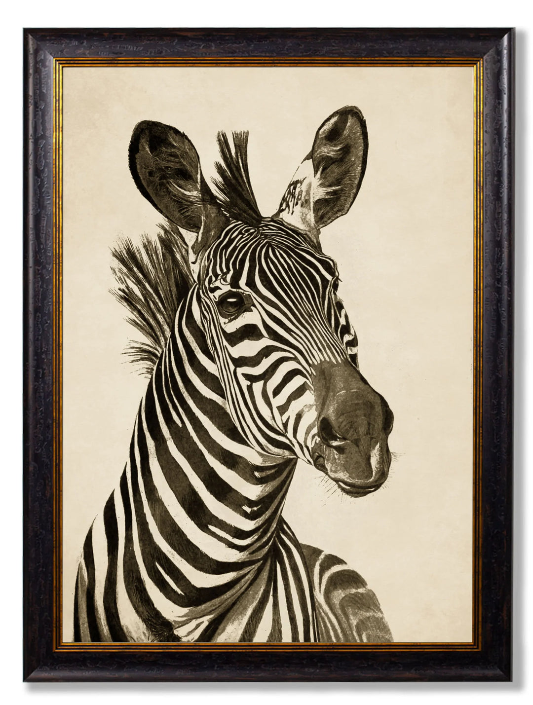 c1890 Zebra Illustrations - TheArtistsQuarter