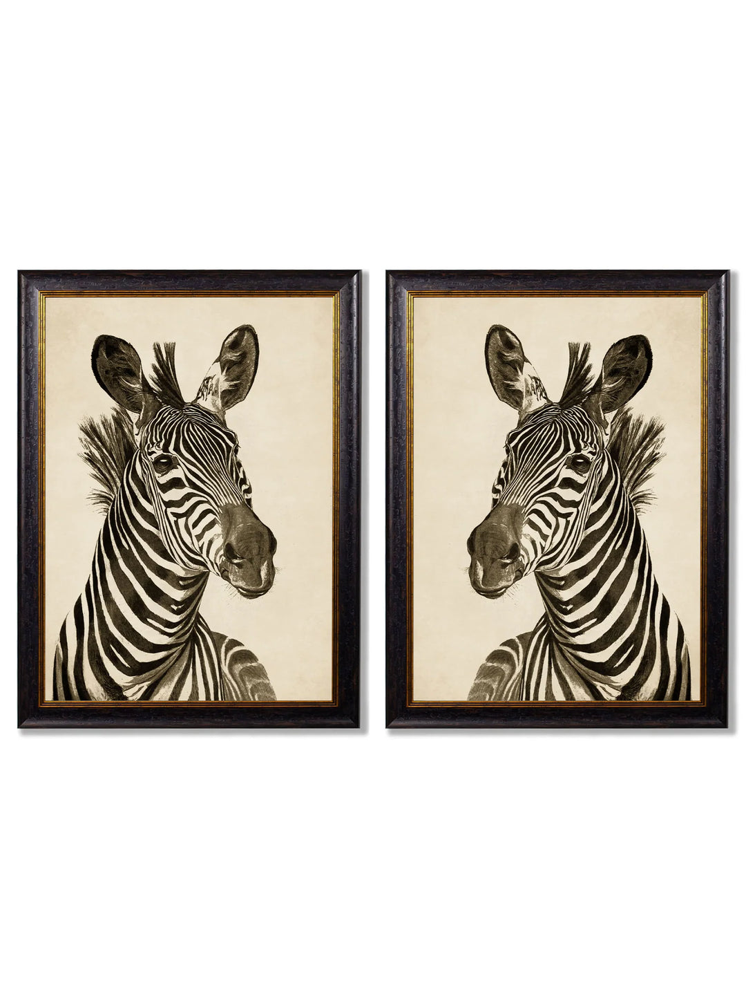 c1890 Zebra Illustrations - TheArtistsQuarter