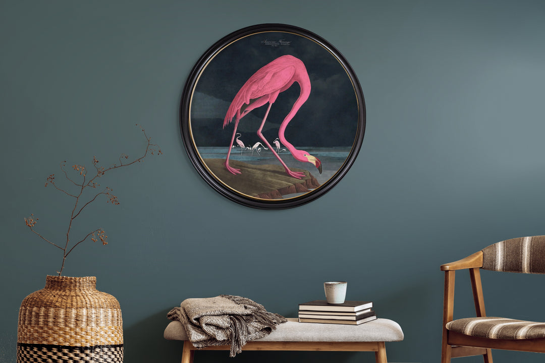 C.1838 Audubon's American Flamingo Round Frame - TheArtistsQuarter