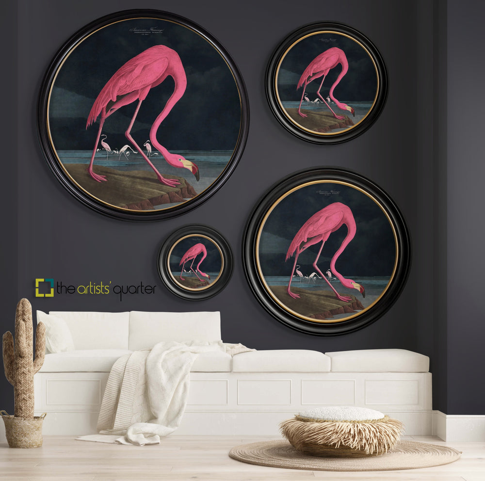 C.1838 Audubon's American Flamingo Round Frame - TheArtistsQuarter