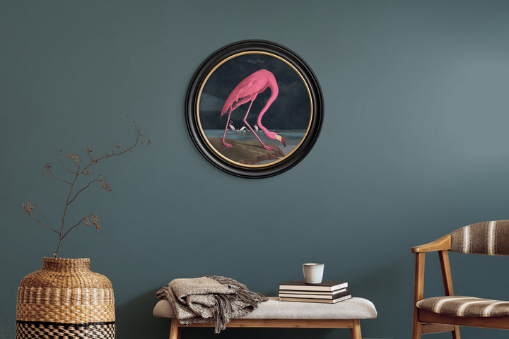 C.1838 Audubon's American Flamingo Round Frame - TheArtistsQuarter