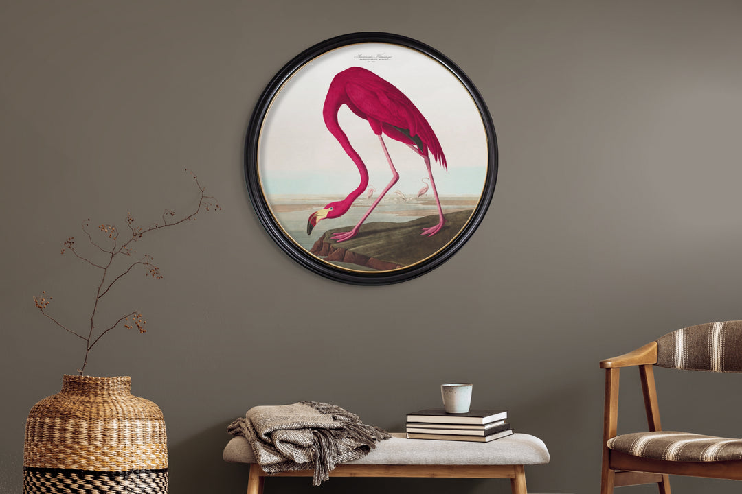 C.1838 Audubon's American Flamingo Round Frame - TheArtistsQuarter