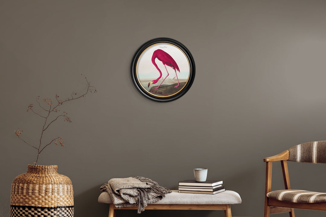 C.1838 Audubon's American Flamingo Round Frame - TheArtistsQuarter