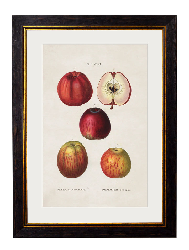 c.1819 Study of British Fruit - TheArtistsQuarter