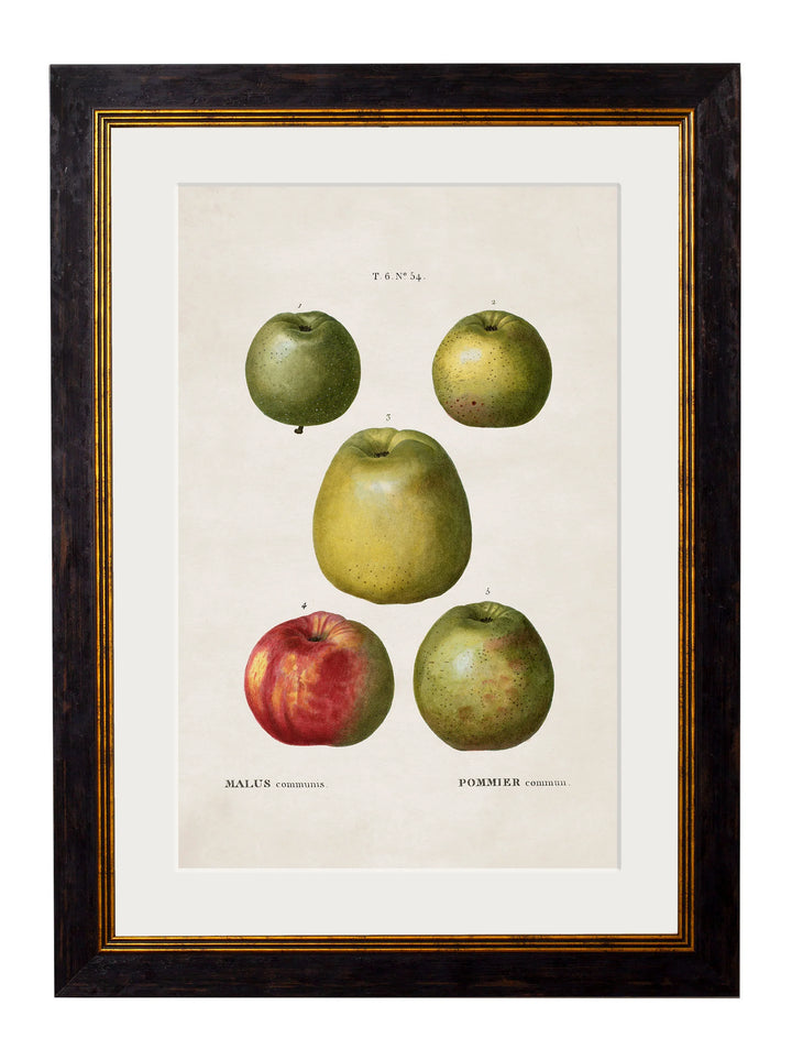 c.1819 Study of British Fruit - TheArtistsQuarter