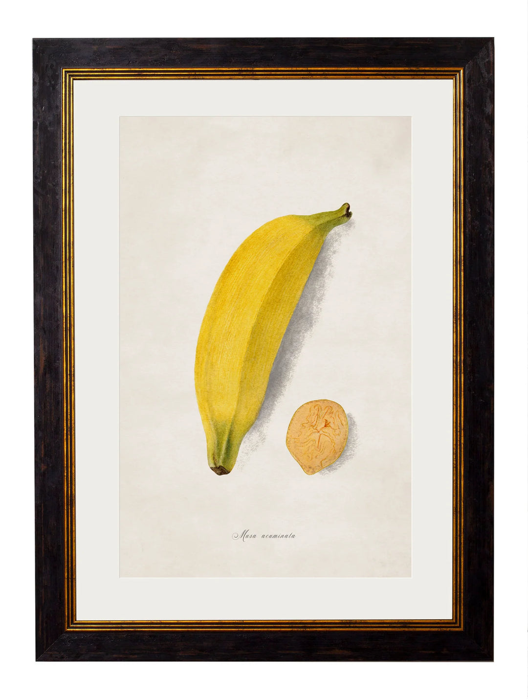 c.1886 Studies of Fruit - TheArtistsQuarter